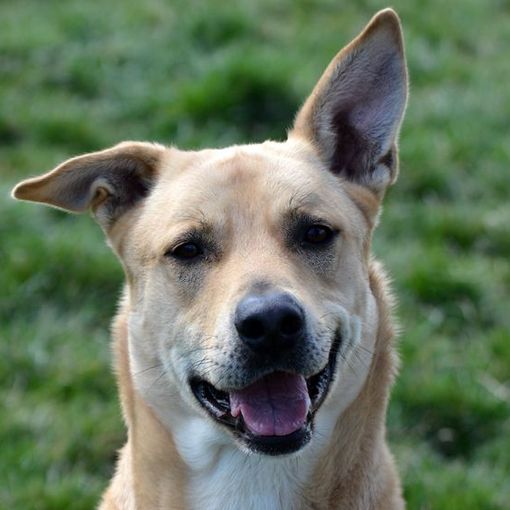 Pablo &quot;il Biondo&quot; cerca casa. In canile da quasi 4 anni, prima viveva legato a un termosifone
