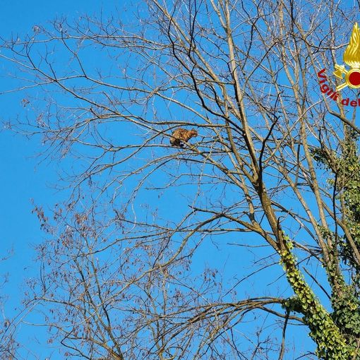 Castelnuovo Don Bosco: i vigili del fuoco hanno salvato un micio bloccato ad oltre 10 metri d'altezza