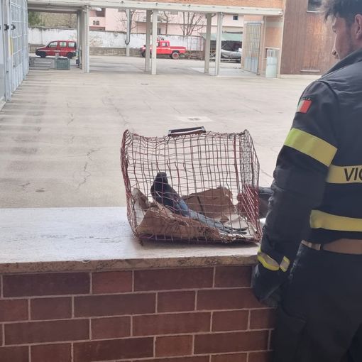 Asti: i vigili del fuoco hanno ‘soccorso’ una gazza entrata in un palazzo