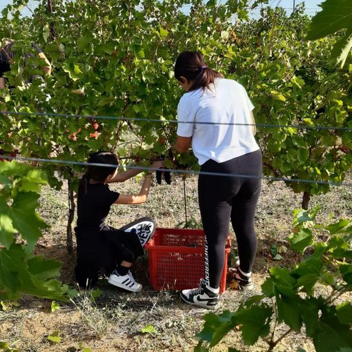 Anche la vendemmia tra le attività di inizio anno scolastico al Penna