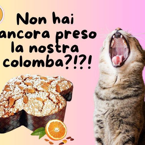 Con l'acquisto di una colomba si potranno sostenere le attività di &quot;Protezione Micio&quot;