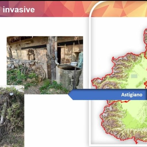 Alcune schermate relative la diffusione delle zanzare in Piemonte