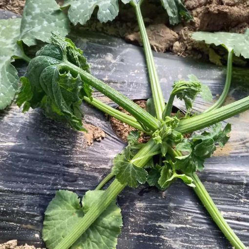 Zucchini in un campo a Castelnuovo Don Bosco danneggiati dal gelo