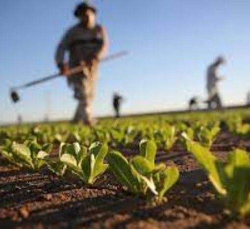 Emergenza acqua in agricoltura, Viola (Anbi): “Due settimane di tempo per salvare i raccolti”