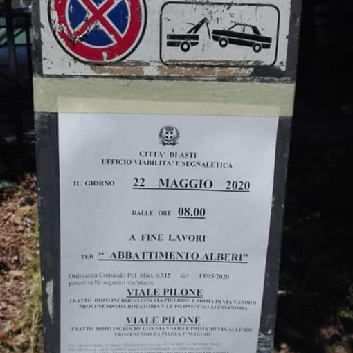 Platani di viale Pilone, domani saranno abbattute 4 piante. &quot;Sono malate è necessario&quot;, spiegano Morra e Berzano