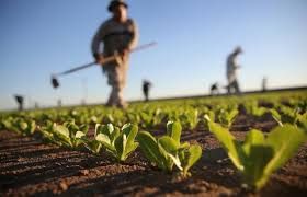 PSR 2019-2020: Anche in periodo di Covid -19, l'attività non si ferma, nuovi sostegni per giovani e aiuti alle aziende