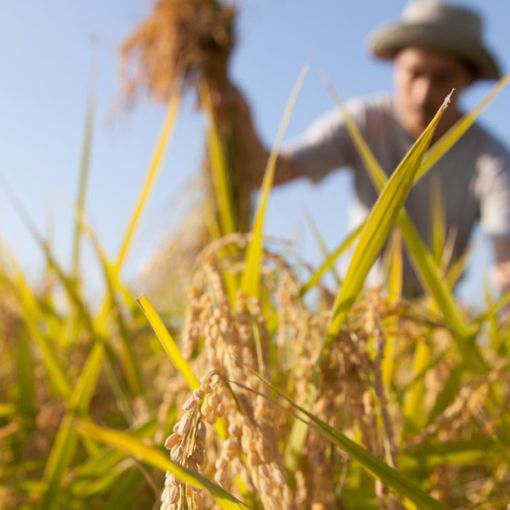 Investire sui giovani e sulla sicurezza delle produzioni. È l'appello di Confagricoltura alla Regione
