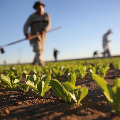 Confagricoltura: orzo e grano di alta qualità, con produzioni in leggero calo