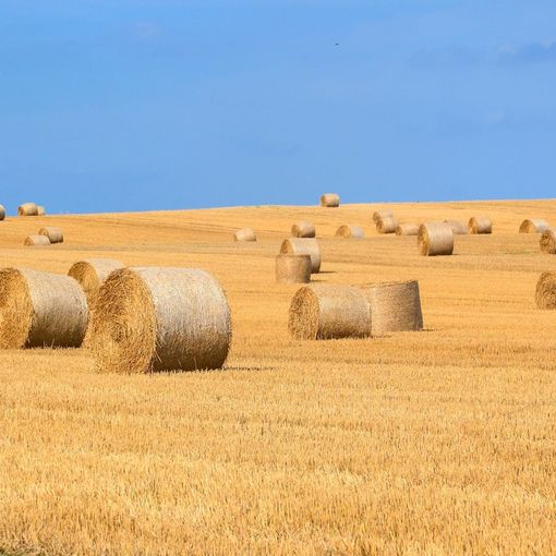 Conclusione dell’annata agraria 2022/2023: un bilancio dell’agricoltura piemontese [DATI]