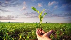 L'agricoltura ha ridotto le sue emissioni di gas serra e ammoniaca del 13%. La conferma arriva dall'Ispra