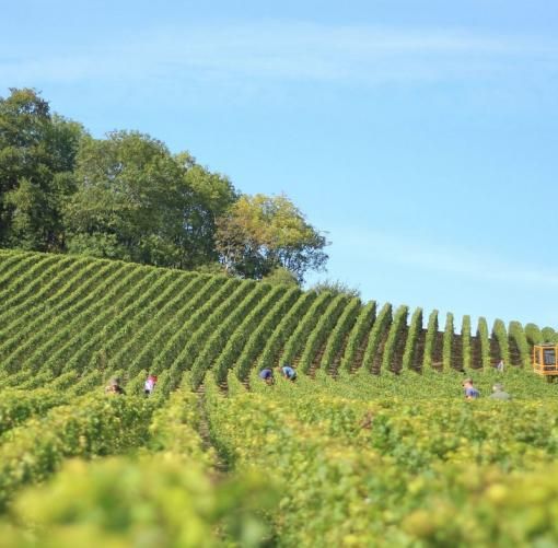 Agricoltura, bando da 1,8 milioni per nuove adesioni ai regimi di qualità dell'agroalimentare