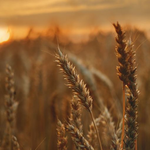 Spighe di grano e sole