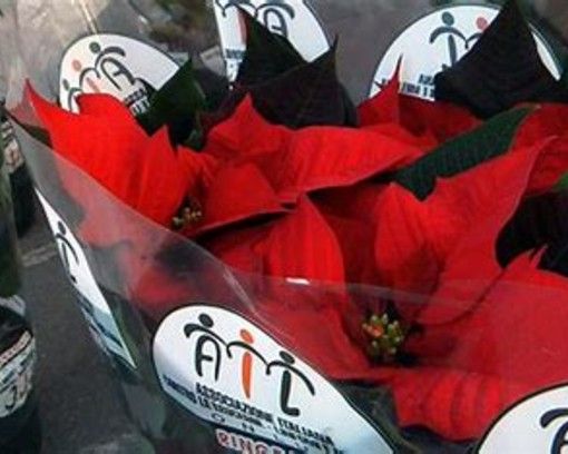 Torna ad Asti l'iniziativa &quot;Stelle di Natale AIL&quot; a sostegno della ricerca scientifica e dell'assistenza ai pazienti ematologici