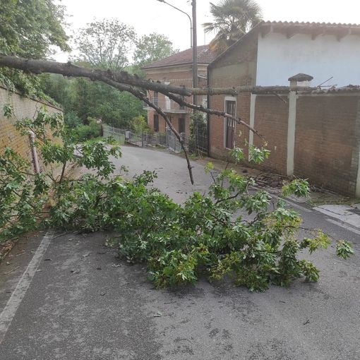 Dopo il temporale a Costigliole, ieri un albero è caduto in strada