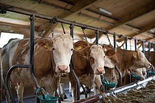 Confagricoltura Asti risponde alle accuse di inquinamento rivolte ad agricoltura e allevamento:   “inaccettabili le critiche ad un settore che sta continuando a garantire cibo e rifornimenti a tutti”