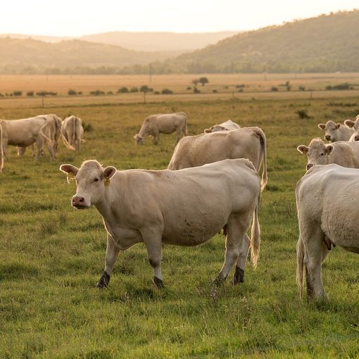 Crisi comparto zootecnico, gli allevatori astigiani: &quot;La situazione sta diventando insostenibile&quot;
