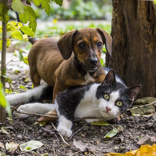 Onoranze funebri Ancona: la cremazione degli animali