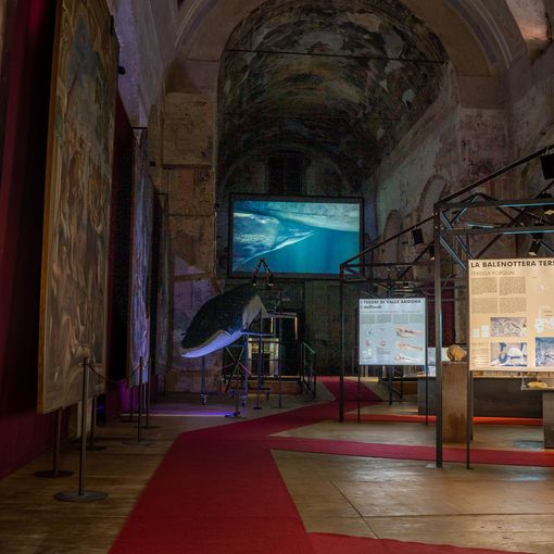 Fossili e vino, due unicità che si incontrano ad Asti al Paleontologico