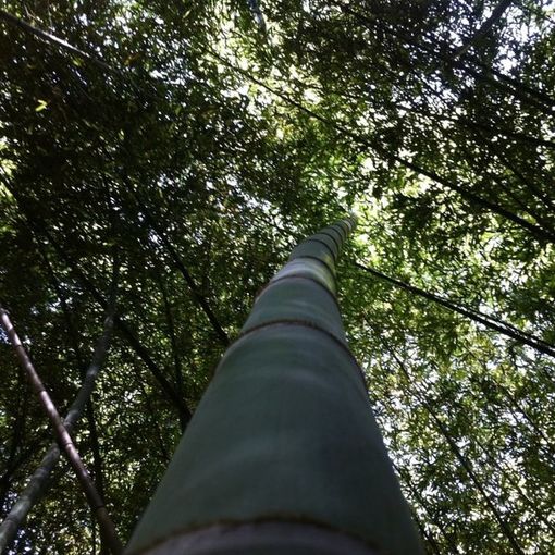 Utilizzare il Bamboo come arredo
