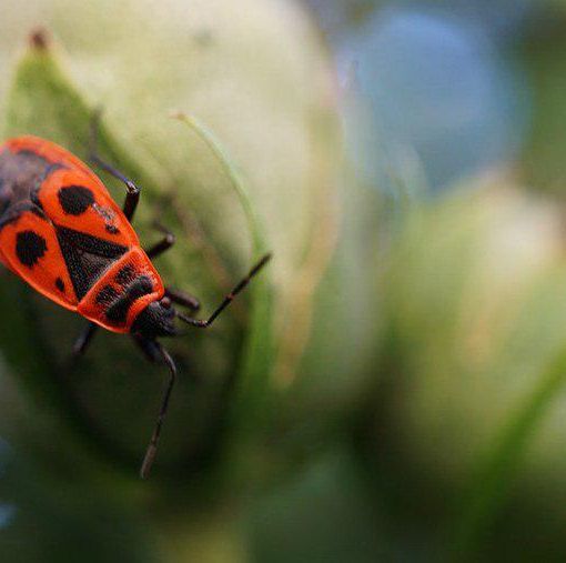 Al CPIA 1 di Asti la mostra &quot;Il grido della terra&quot;, nell'ambito dell'iniziativa &quot;Biodiversità? Sì, grazie&quot;