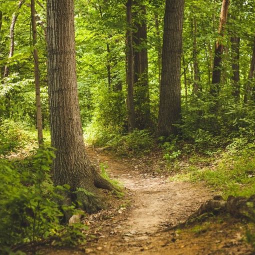Il progetto &quot;Abitare il bosco&quot; premia i partecipanti a Mombaruzzo