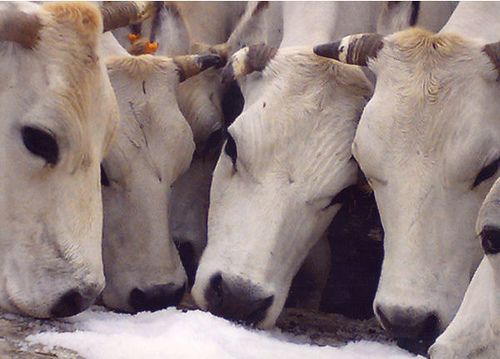 Sviluppo rurale Piemonte: aperto bando da 7 milioni di euro per il benessere animale