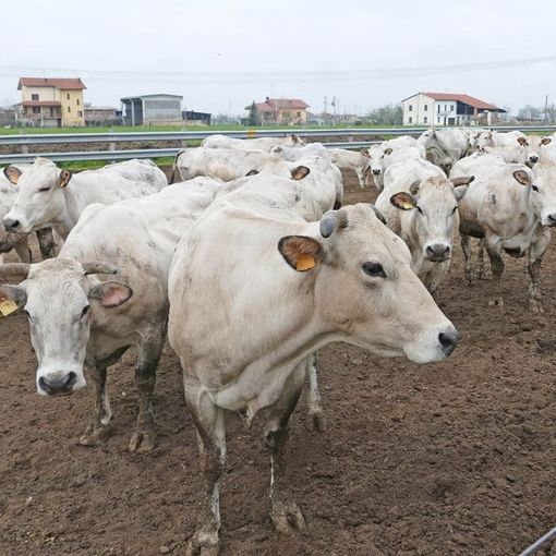 Un piano straordinario per gli allevamenti bovini. Confagricoltura lo chiede alla Regione