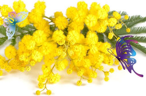 Asti e dintorni: speciale Festa della Donna