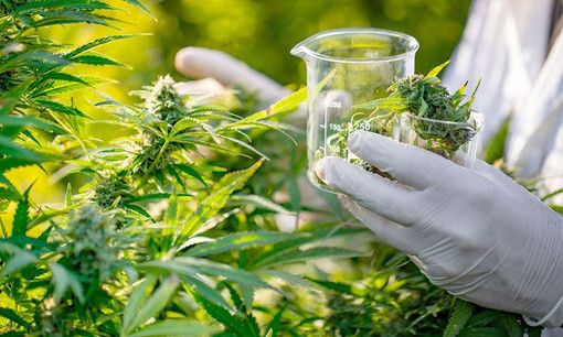 Cannabis, la storia di una coppia astigiana in ‘lotta’ contro la mancata distribuzione del farmaco