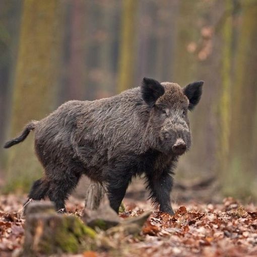 Peste suina: Confagricoltura sollecita ordinanze immediatamente esecutive per l’abbattimento dei cinghiali