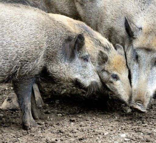 Peste suina, al via in Piemonte al piano di depopolamento cinghiali. Icardi: &quot;Interveniamo direttamente sul veicolo del contagio&quot;