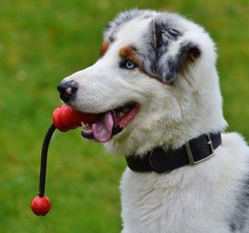 &quot;Le ceneri degli animali domestici tumulate con le spoglie del padrone&quot;: la proposta della Lega in Piemonte