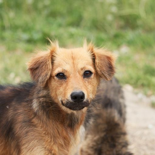 Montiglio Monferrato: cane precipita in un pozzo. Salvato grazie ai Vigili del Fuoco