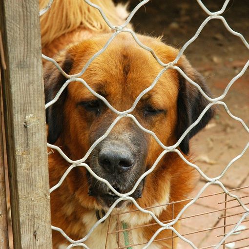 Il bar Radici di Asti aiuta i cani in difficoltà. Fino all'Epifania per ogni ordinazione, 1 euro andrà al canile