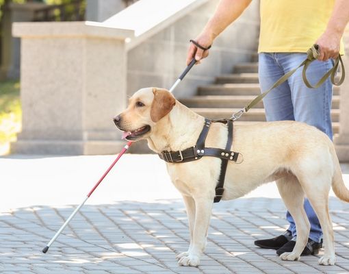 In Biblioteca ad Asti un incontro sull'importanza dei cani guida