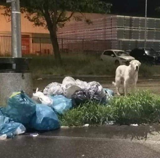 Un cane di grossa taglia si aggira per Quarto, banchettando con l'immondizia: &quot;Un pericolo per gli automobilisti&quot;
