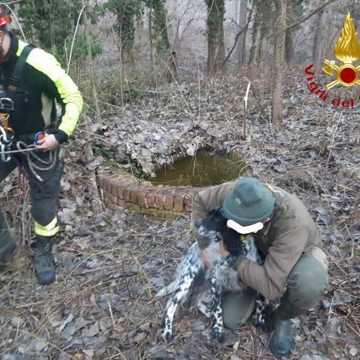 Vigili del fuoco salvano setter finito in fondo a un pozzo