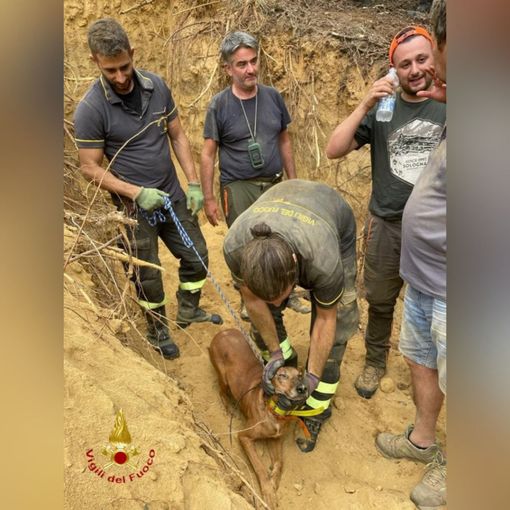 Cane finisce nella tana di una volpe. I vigili del fuoco lo liberano dopo ore