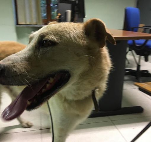 La polizia stradale di Asti mette in salvo un cane trovato vicino alla Caserma