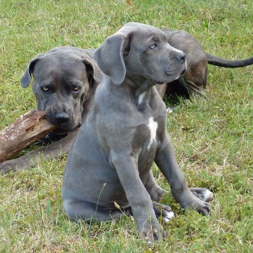 Il sindaco di Asti Maurizio Rasero firma l'ordinanza per la rimozione delle deiezioni di animali e per la pulizia del suolo pubblico