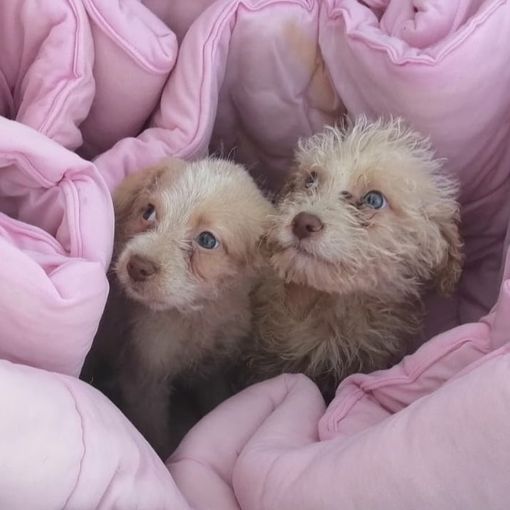 Erano stati chiusi in una scatola e abbandonati. Ora tre cuccioli cercano casa, amore e famiglia