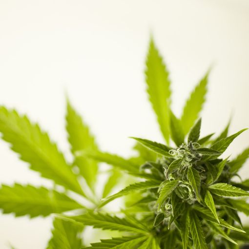 Cannabis legale: cosa dice la nuova legge regionale