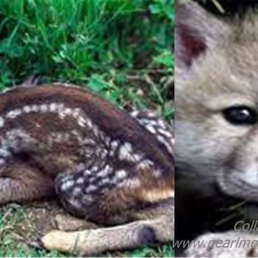 Investiti due cuccioli di animali selvatici sulle strade astigiane. Intervenuti vigili del fuoco e veterinari dell'Asl