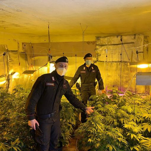 A Portacomaro una serra di marijuana. I carabinieri arrestano un italiano e un albanese