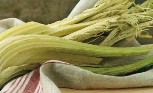 Cardo Gobbo di Nizza, una prelibatezza astigiana che piace anche all’estero