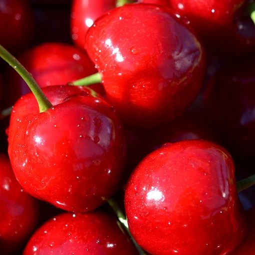 Questo weekend torna la Sagra della Ciliegia di Revigliasco