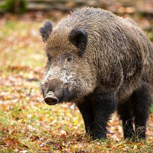 Coldiretti Asti: &quot;Speriamo che inizi la fase 2 anche per la lotta alla fauna selvatica&quot;