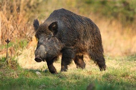 In Piemonte, a Ovada, il primo caso di cinghiale morto per peste suina. Icardi: &quot;Stiamo agendo con massima tempestività&quot;