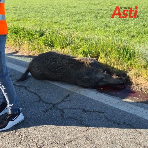 Urta violentemente un cinghiale a Quarto. Traffico procede su una sola corsia