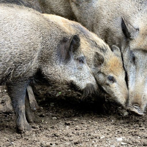 Peste Suina Africana, accertato un nuovo contagio a Quaranti